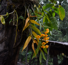 Dendrobium chrysanthum