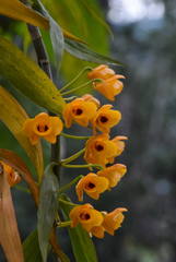 Dendrobium chrysanthum