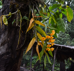 Dendrobium chrysanthum