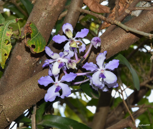 Vanda coerulea, photograph 6