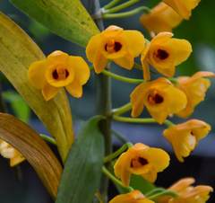 Dendrobium chrysanthum