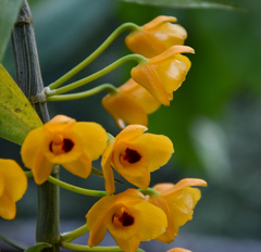 Dendrobium chrysanthum
