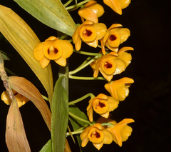 Dendrobium chrysanthum