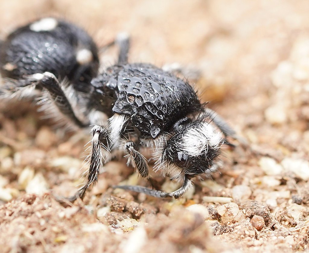 Bothriomutilla rugicollis