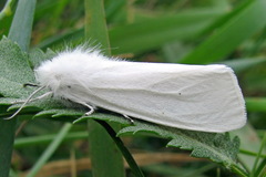 Spilosoma urticae