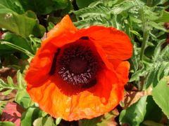Papaver × pseudo-orientale