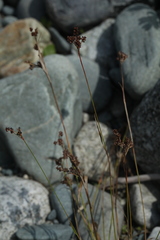 Luzula multiflora sibirica
