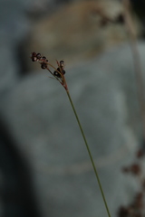 Luzula multiflora sibirica