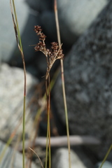 Luzula multiflora sibirica