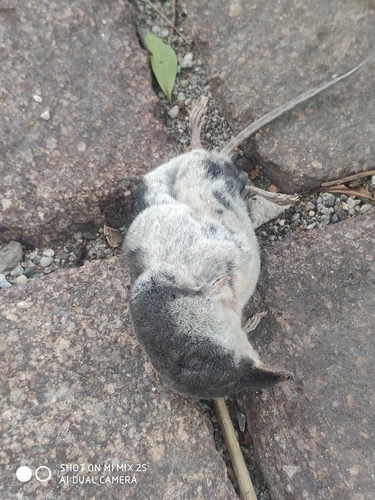 Mediterranean Water Shrew, Ampass Agenbach, 6070 Ampass, Österreich, photo 9 of 10