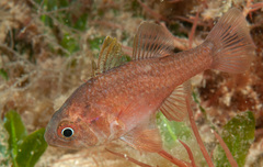 Vincentia novaehollandiae