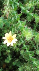 Cullumia setosa