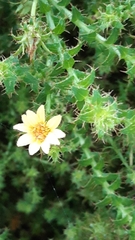 Cullumia setosa
