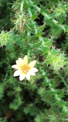 Cullumia setosa