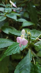 Impatiens hochstetteri