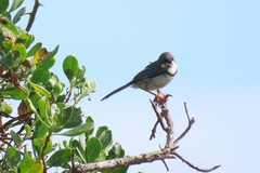 Apalis thoracica claudei