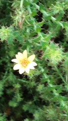 Cullumia setosa