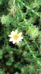 Cullumia setosa