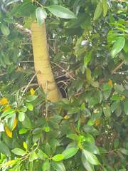 Pseudocheirus peregrinus