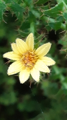 Cullumia setosa
