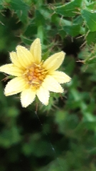 Cullumia setosa