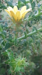 Cullumia setosa