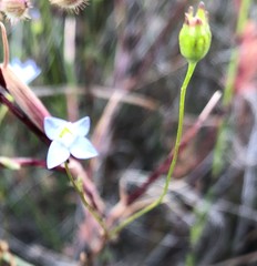 Wahlenbergia gracilenta