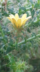 Cullumia setosa