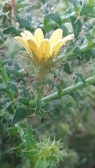 Cullumia setosa