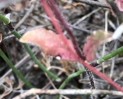 Wahlenbergia gracilenta