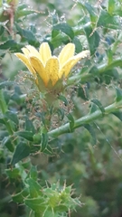 Cullumia setosa