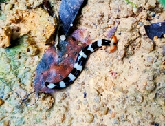 Diversibipalium rauchi