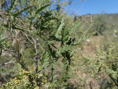 Convolvulus capensis