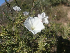 Convolvulus capensis