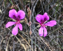 Pelargonium rodneyanum