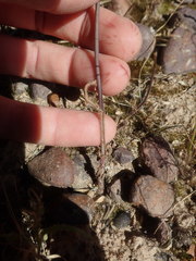 Ornithogalum hispidum