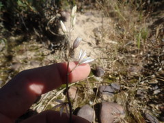 Ornithogalum hispidum