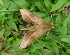Xylophanes libya