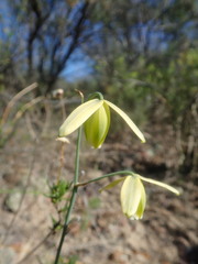 Albuca acuminata