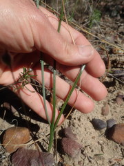 Albuca acuminata