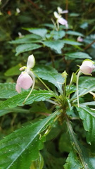 Impatiens hochstetteri