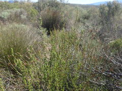 Cliffortia teretifolia