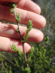 Cliffortia teretifolia