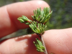 Cliffortia teretifolia