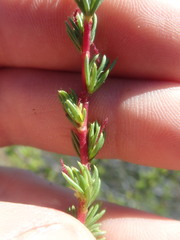 Cliffortia teretifolia