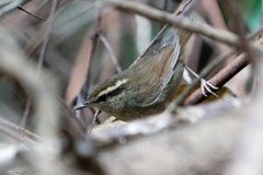 Urosphena squameiceps