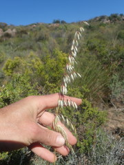 Ehrharta thunbergii
