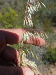 Ehrharta thunbergii