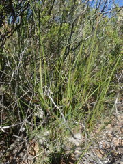 Ehrharta thunbergii
