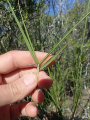 Ehrharta thunbergii